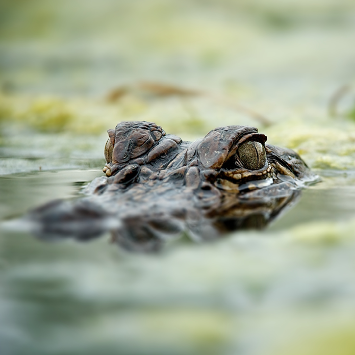 alligators cajun tours