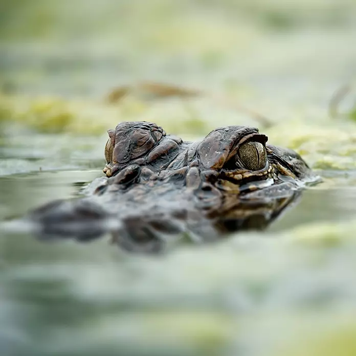 alligators cajun tours