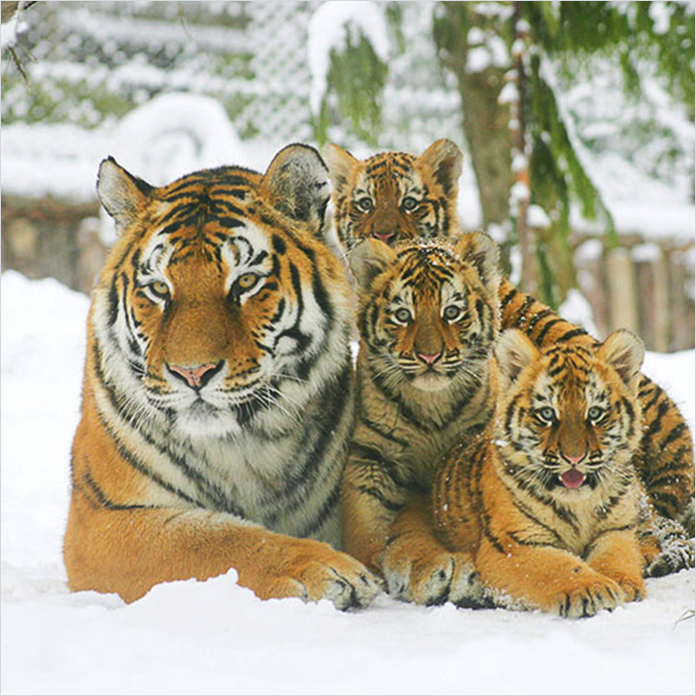 Visite au zoo