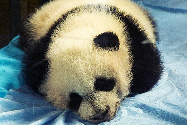 Bebé de oso panda en el Zoo de Madrid