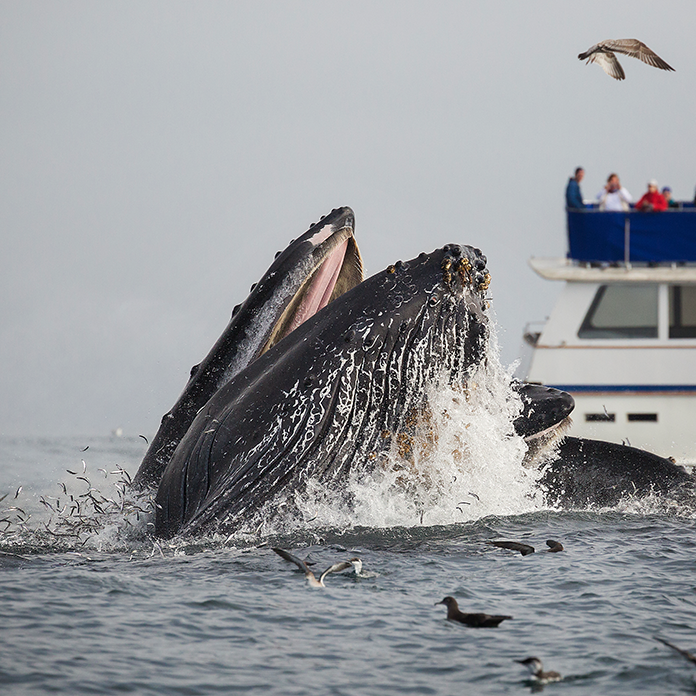 cape ann boston whale
