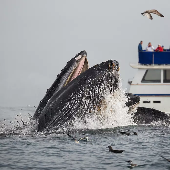 cape ann boston whale