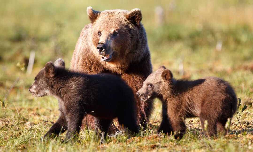 Family of brown bears