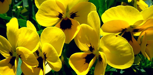 Yellow flowers perfect for very friendly mother-child relationship