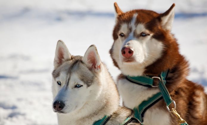 close-up of two sled dogs in the snow