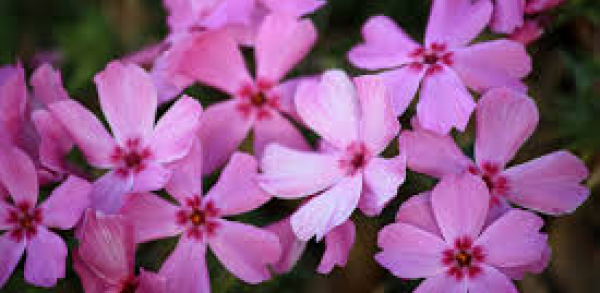 Pink flowers symbolize admiration, grace, and sweetness