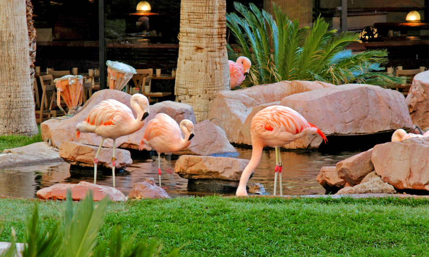 10 Things to Do at Flamingo Las Vegas