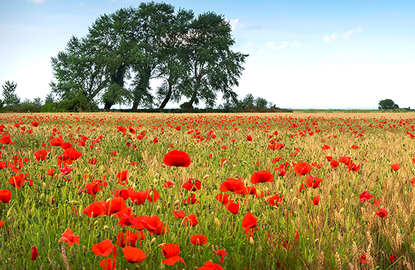 The Five Best Flower Festivals for Spring Flowers