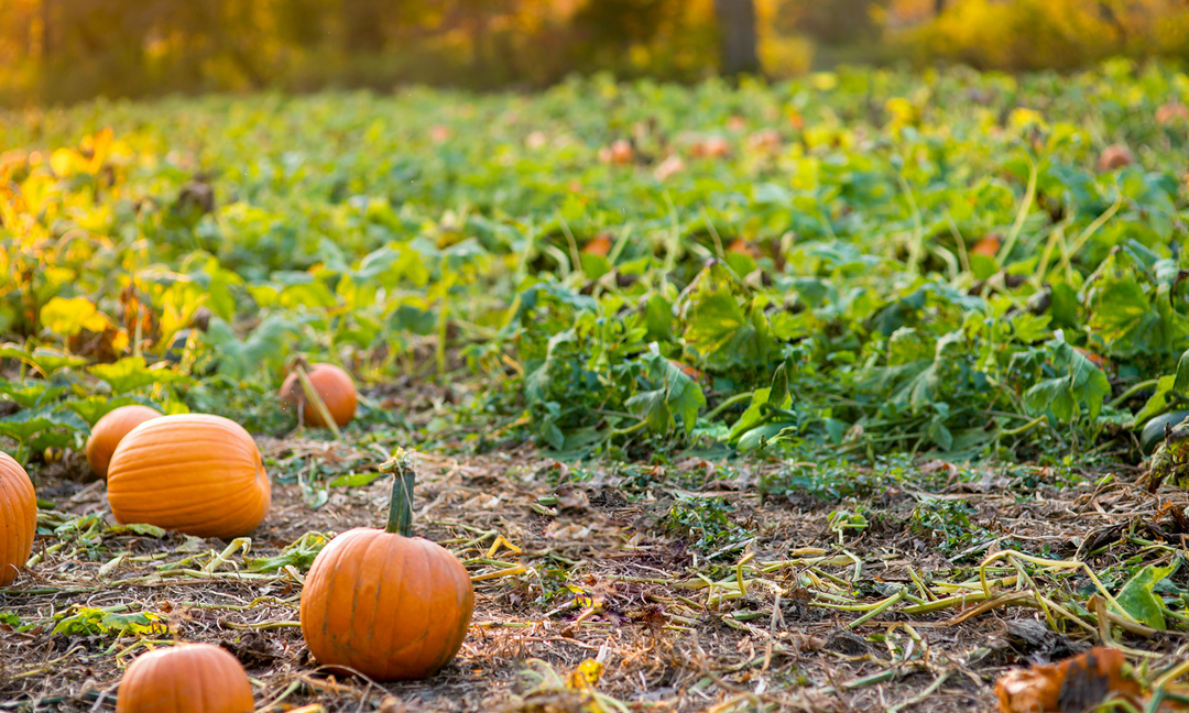 Autumnal field of pumpkins