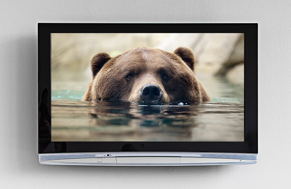 Live Animal Cams Zoo Vacation Bears jpg