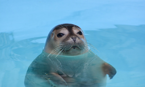 BB_Seal_Fren_jpg-600x360