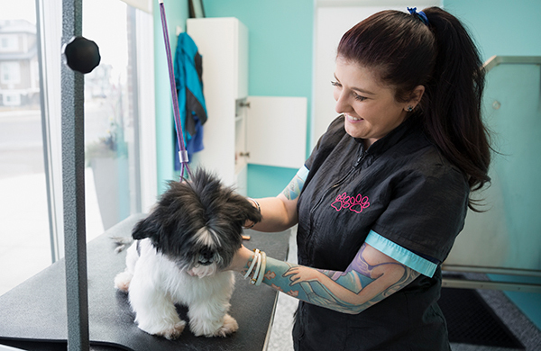 dog haircut cost