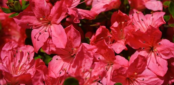 Red flowers that aren't roses
