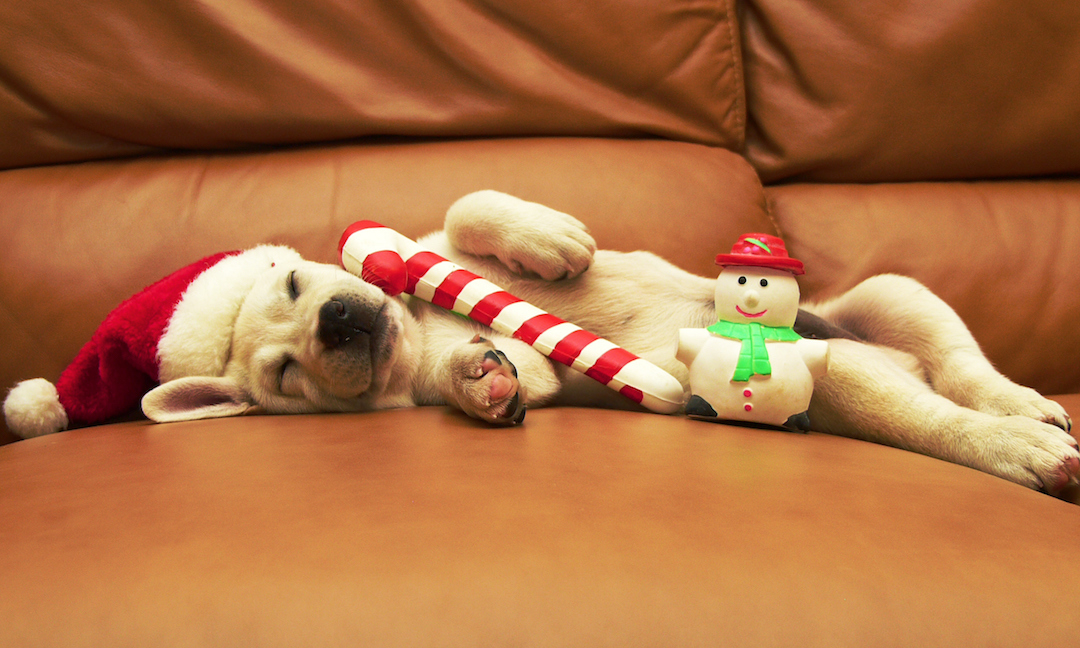 Holiday puppy sleeping