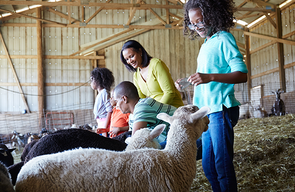 How to Become Friends with Petting-Zoo Animals