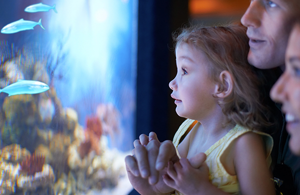 Kids Activities in Chicago AQUARIUM jpg