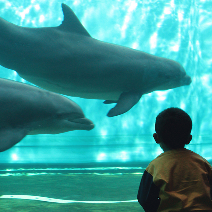 Dolphins in at Shedd Aquarium