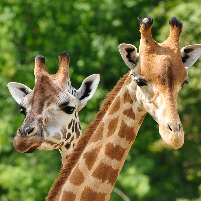 Giraffes at the zoo 