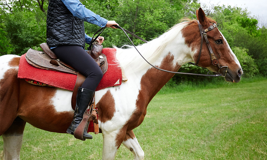 Side view of a horse and rider on a lush green trail