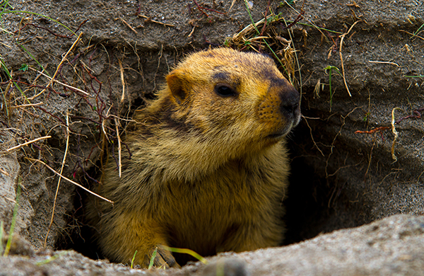 Where to Travel If the Groundhog Sees His Shadow—or If He Doesn’t