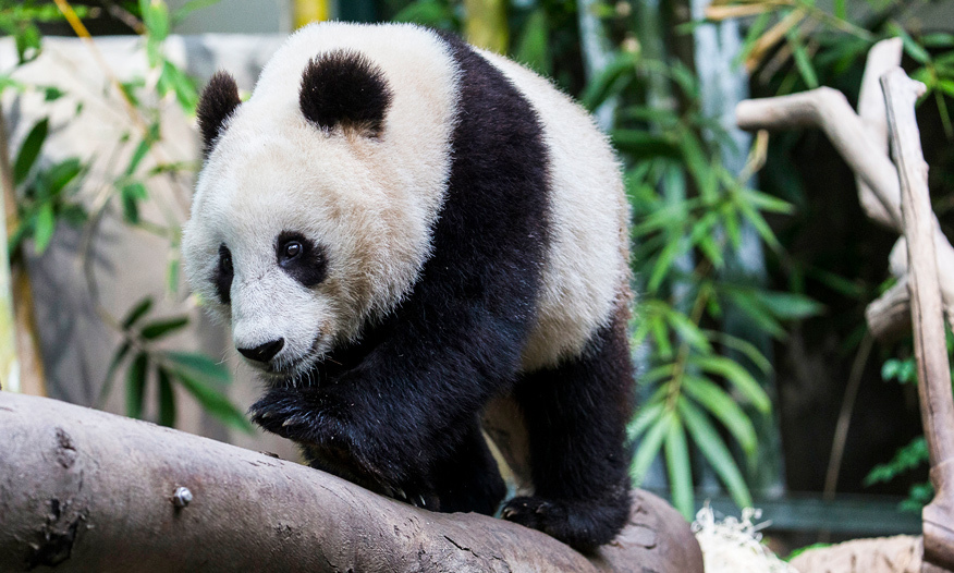 Panda