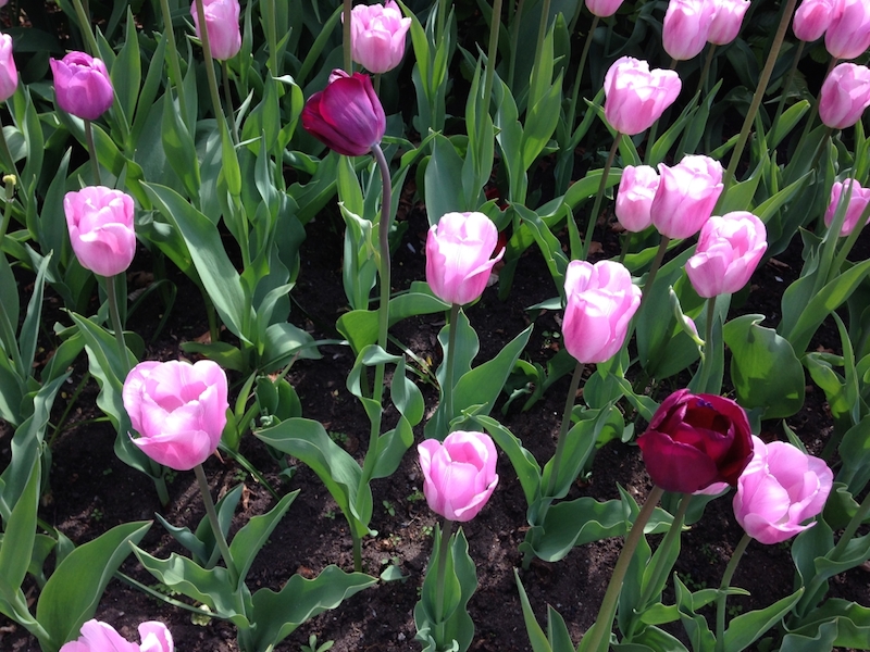 I giardini botanici di Milano