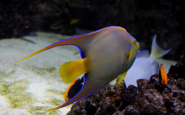 Aquarium de Paris