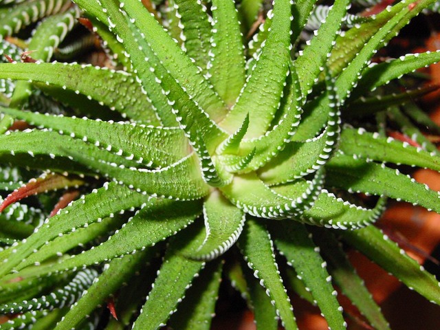 Tutte le proprietà e gli usi dell'aloe vera