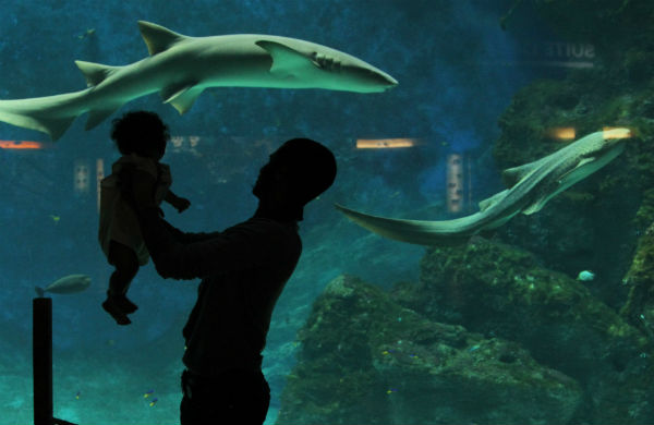 Sortie et dépaysement à  l’aquarium du Grand Lyon