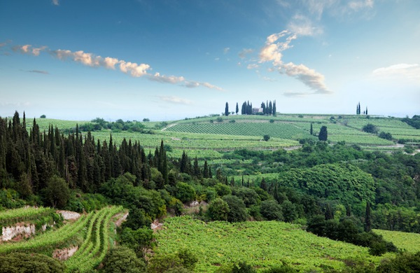 Le Strade del
Vino intorno a Firenze