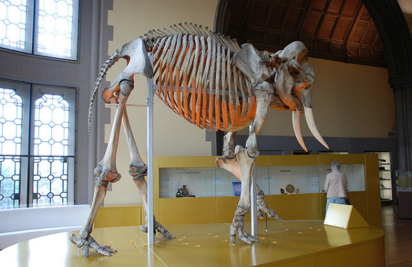 Display at the Hunterian Museum