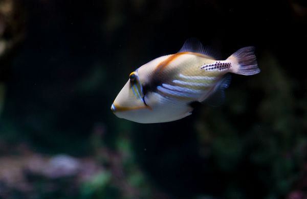 Painterfish Aquarium Paris ©Qiou87