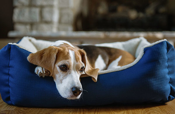 The Best Dog Beds for Your Pup In 5 Easy Steps