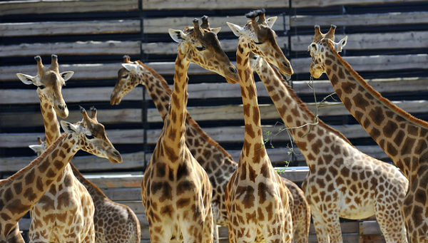 Giraffes du Zoo de Vincennes