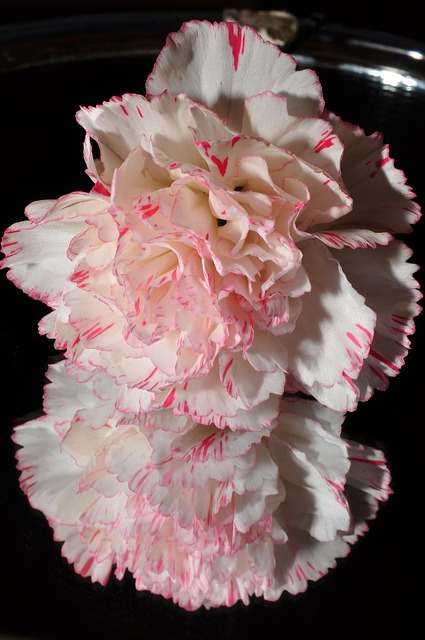 garofano bianco