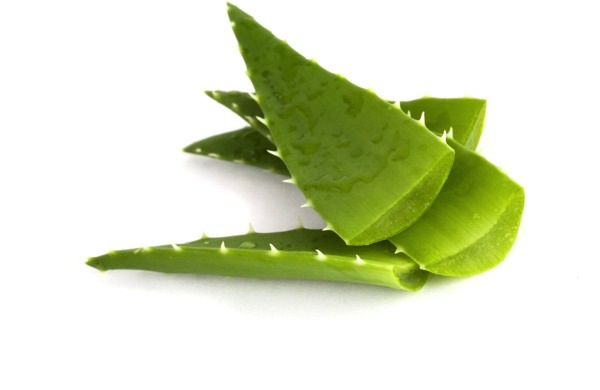 Aloe Vera is the New Coconut Oil!
