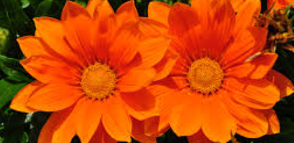 vibrant orange flowers, energetic flowers, bright