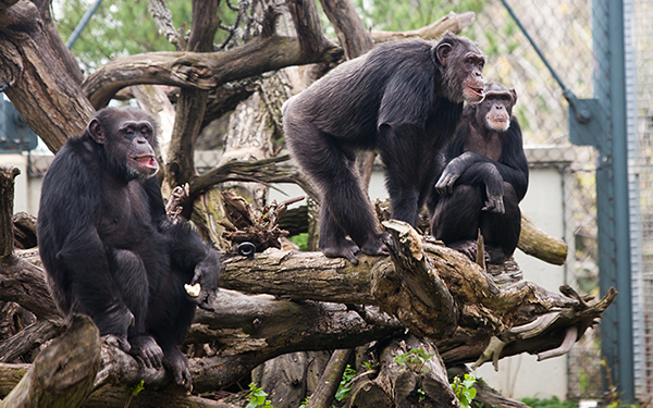 Which-Apes-at-Lincoln-Park-Zoo-Are-Most-Likely-to-Take-Over-the-Planet-Hank-Kathy_600c375