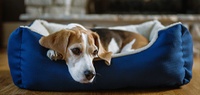 Pet Beds Buying Guide