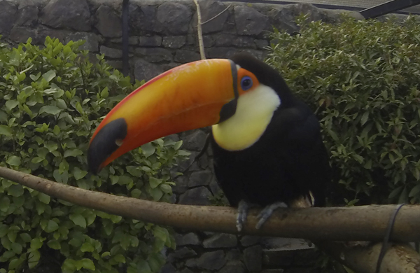 A toucan at Belfast Zoo