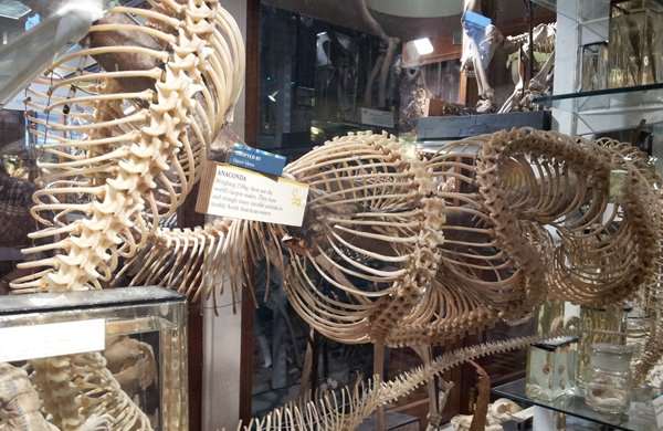 Bones in the Grant Museum of Zoology