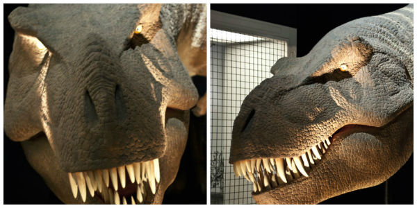 T Rex Cap Sciences Bordeaux