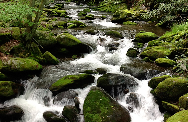 Three Things You Shouldn’t Miss in Great Smoky Mountains National Park