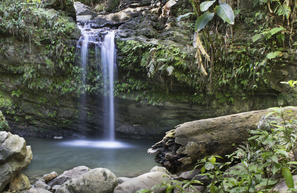 Explore the Only Tropical Rainforest on US Soil