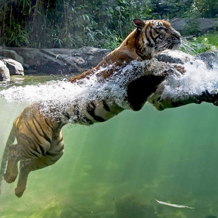 tiger at bronx zoo