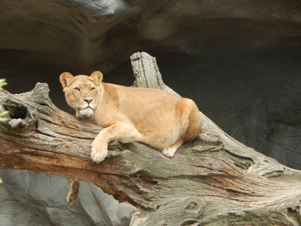 Hagenbeck Tierpark Löwe