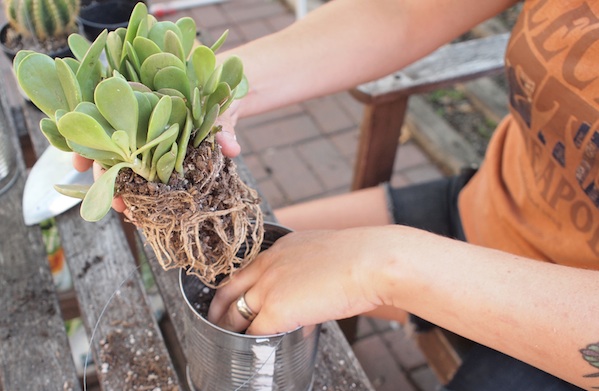 Create a Hanging Garden in Your Apartment