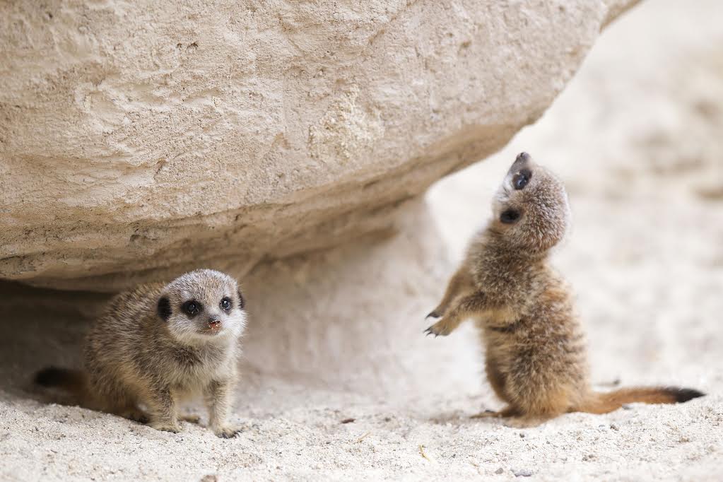 Baby meerkats in Dublin Zoo