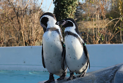 Pinguine im Kölner Zoo