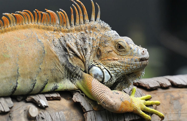 Zoo de Vincennes ©Rog01